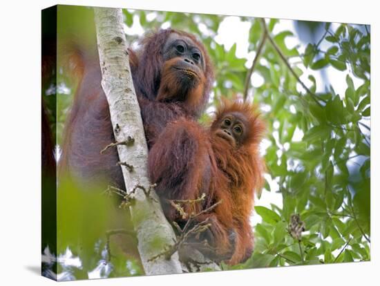 Wild Orangutans in Arboral Settings in Rainforest Near Sepilok, Borneo-Mark Hannaford-Stretched Canvas