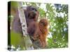 Wild Orangutans in Arboral Settings in Rainforest Near Sepilok, Borneo-Mark Hannaford-Stretched Canvas