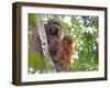 Wild Orangutans in Arboral Settings in Rainforest Near Sepilok, Borneo-Mark Hannaford-Framed Photographic Print