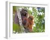 Wild Orangutans in Arboral Settings in Rainforest Near Sepilok, Borneo-Mark Hannaford-Framed Photographic Print