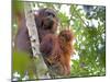 Wild Orangutans in Arboral Settings in Rainforest Near Sepilok, Borneo-Mark Hannaford-Mounted Photographic Print