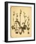 Wild Orchid, 1870S-Pietro Guidi-Framed Giclee Print