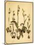 Wild Orchid, 1870S-Pietro Guidi-Mounted Giclee Print