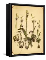 Wild Orchid, 1870S-Pietro Guidi-Framed Stretched Canvas