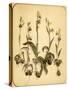 Wild Orchid, 1870S-Pietro Guidi-Stretched Canvas