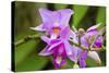 Wild Orchid, Cloud Forest, Upper Madre De Dios River, Peru-Howie Garber-Stretched Canvas