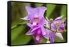 Wild Orchid, Cloud Forest, Upper Madre De Dios River, Peru-Howie Garber-Framed Stretched Canvas