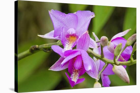 Wild Orchid, Cloud Forest, Upper Madre De Dios River, Peru-Howie Garber-Stretched Canvas
