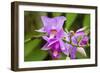 Wild Orchid, Cloud Forest, Upper Madre De Dios River, Peru-Howie Garber-Framed Photographic Print