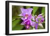 Wild Orchid, Cloud Forest, Upper Madre De Dios River, Peru-Howie Garber-Framed Photographic Print