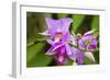 Wild Orchid, Cloud Forest, Upper Madre De Dios River, Peru-Howie Garber-Framed Photographic Print