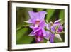 Wild Orchid, Cloud Forest, Upper Madre De Dios River, Peru-Howie Garber-Framed Photographic Print