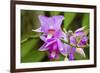 Wild Orchid, Cloud Forest, Upper Madre De Dios River, Peru-Howie Garber-Framed Photographic Print