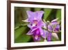 Wild Orchid, Cloud Forest, Upper Madre De Dios River, Peru-Howie Garber-Framed Photographic Print