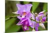 Wild Orchid, Cloud Forest, Upper Madre De Dios River, Peru-Howie Garber-Mounted Photographic Print