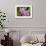 Wild Orchid, Cloud Forest, Upper Madre De Dios River, Peru-Howie Garber-Framed Photographic Print displayed on a wall