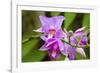 Wild Orchid, Cloud Forest, Upper Madre De Dios River, Peru-Howie Garber-Framed Photographic Print