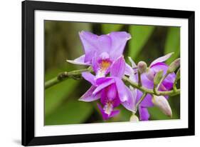 Wild Orchid, Cloud Forest, Upper Madre De Dios River, Peru-Howie Garber-Framed Photographic Print