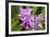 Wild Orchid, Cloud Forest, Upper Madre De Dios River, Peru-Howie Garber-Framed Photographic Print