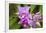 Wild Orchid, Cloud Forest, Upper Madre De Dios River, Peru-Howie Garber-Framed Photographic Print