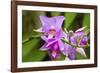 Wild Orchid, Cloud Forest, Upper Madre De Dios River, Peru-Howie Garber-Framed Photographic Print