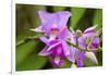 Wild Orchid, Cloud Forest, Upper Madre De Dios River, Peru-Howie Garber-Framed Photographic Print