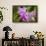 Wild Orchid, Cloud Forest, Upper Madre De Dios River, Peru-Howie Garber-Framed Photographic Print displayed on a wall