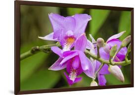 Wild Orchid, Cloud Forest, Upper Madre De Dios River, Peru-Howie Garber-Framed Photographic Print