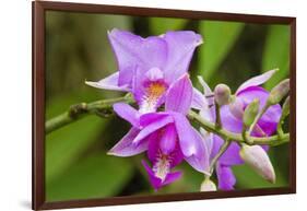 Wild Orchid, Cloud Forest, Upper Madre De Dios River, Peru-Howie Garber-Framed Photographic Print