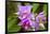 Wild Orchid, Cloud Forest, Upper Madre De Dios River, Peru-Howie Garber-Framed Photographic Print