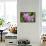 Wild Orchid, Cloud Forest, Upper Madre De Dios River, Peru-Howie Garber-Framed Stretched Canvas displayed on a wall