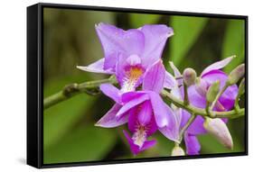 Wild Orchid, Cloud Forest, Upper Madre De Dios River, Peru-Howie Garber-Framed Stretched Canvas