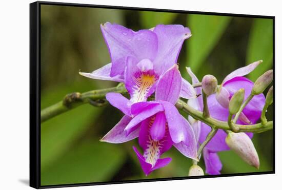 Wild Orchid, Cloud Forest, Upper Madre De Dios River, Peru-Howie Garber-Framed Stretched Canvas