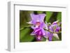 Wild Orchid, Cloud Forest, Upper Madre De Dios River, Peru-Howie Garber-Framed Photographic Print