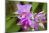 Wild Orchid, Cloud Forest, Upper Madre De Dios River, Peru-Howie Garber-Mounted Photographic Print