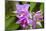 Wild Orchid, Cloud Forest, Upper Madre De Dios River, Peru-Howie Garber-Mounted Photographic Print