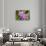 Wild Orchid, Cloud Forest, Upper Madre De Dios River, Peru-Howie Garber-Stretched Canvas displayed on a wall
