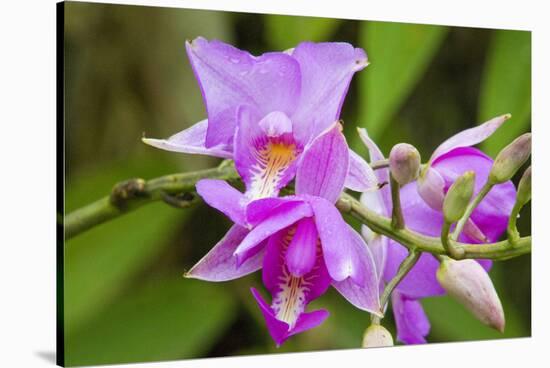 Wild Orchid, Cloud Forest, Upper Madre De Dios River, Peru-Howie Garber-Stretched Canvas