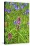 Wild Orchid-jennyt-Stretched Canvas