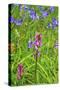 Wild Orchid-jennyt-Stretched Canvas