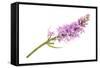 Wild Orchid-Scis65-Framed Stretched Canvas