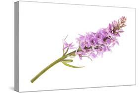 Wild Orchid-Scis65-Stretched Canvas