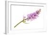 Wild Orchid-Scis65-Framed Photographic Print