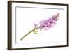 Wild Orchid-Scis65-Framed Photographic Print