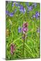 Wild Orchid-jennyt-Mounted Photographic Print
