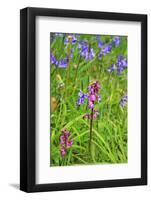 Wild Orchid-jennyt-Framed Photographic Print