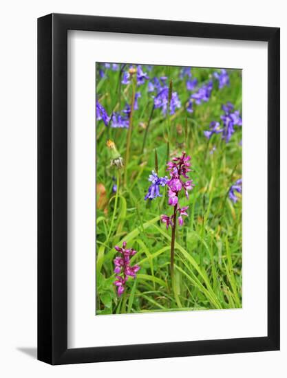 Wild Orchid-jennyt-Framed Photographic Print