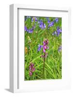 Wild Orchid-jennyt-Framed Photographic Print