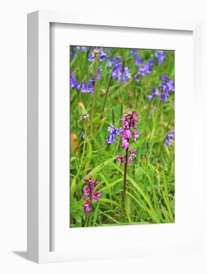 Wild Orchid-jennyt-Framed Photographic Print