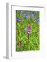 Wild Orchid-jennyt-Framed Photographic Print